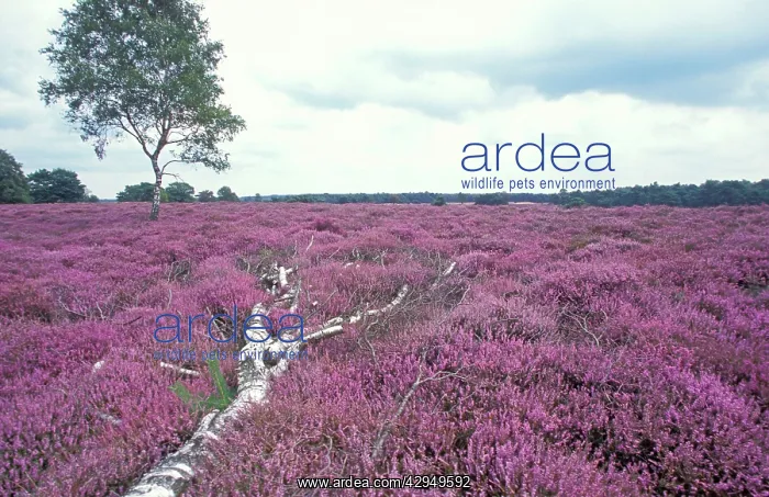  : Common Heather - Flowering, landscape heather with