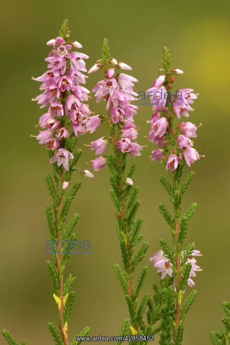  : Common heather, or ling, in flower