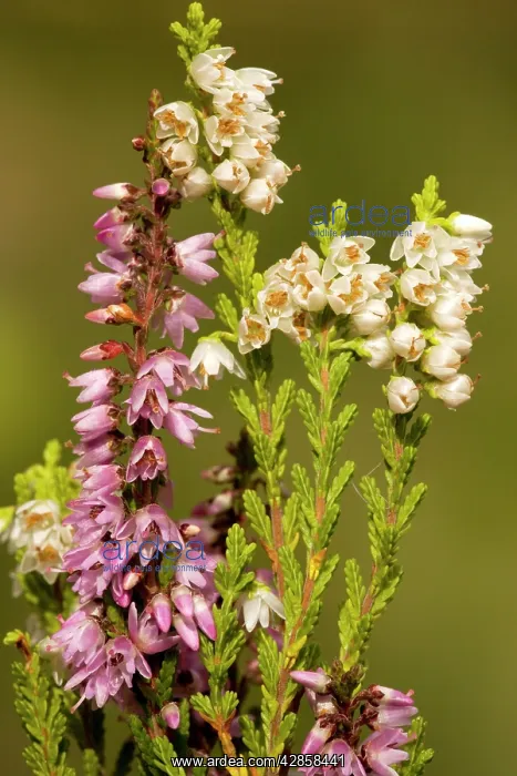 : Common heather, or ling, in flower, with normal and white : Common heather, or ling, in flower, with normal and white
