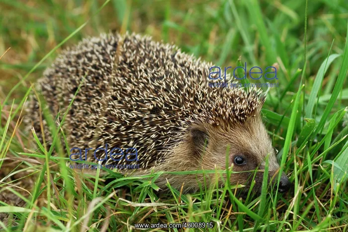 : Common Hedgehog : Common Hedgehog