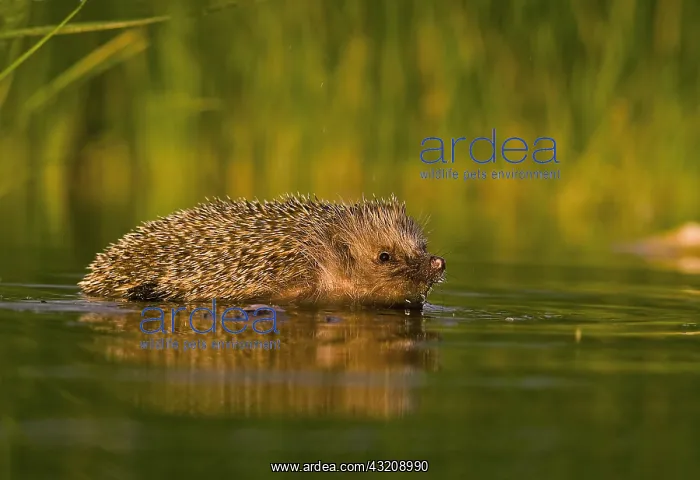 : Common Hedgehog (Erinaceus europaeus) having a bath : Common Hedgehog (Erinaceus europaeus) having a bath