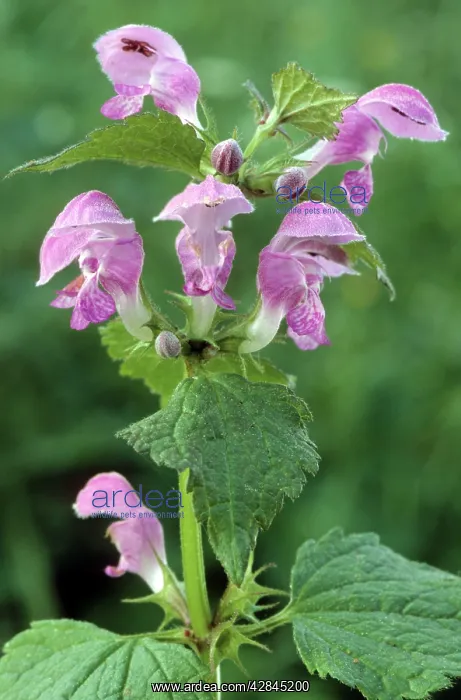 : Common Hemp-nettle : Common Hemp-nettle
