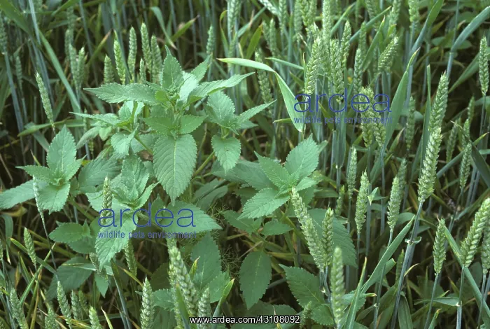  : Common hemp-nettle