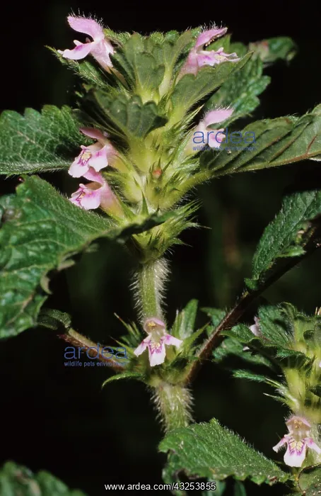 : Common Hemp-nettle : Common Hemp-nettle