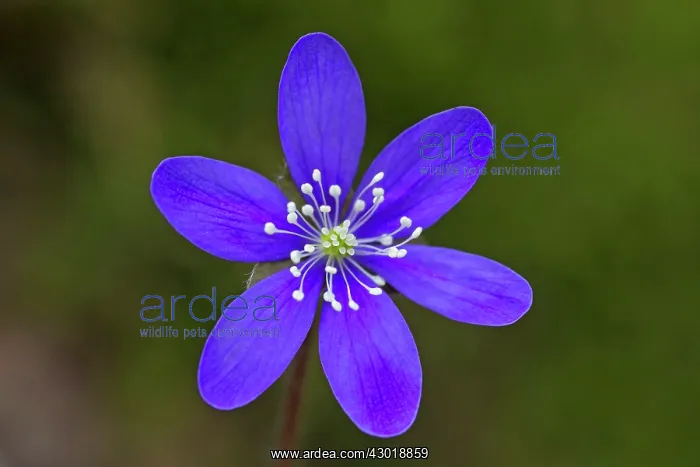  : Common Hepatica