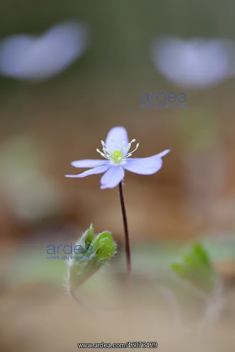 : Common hepatica : Common hepatica