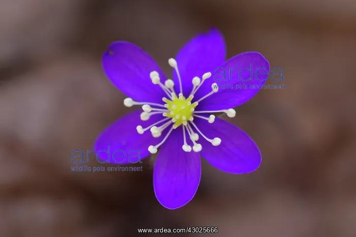 : Common Hepatica Common Hepatica flowering Sweden : Common Hepatica Common Hepatica flowering Sweden