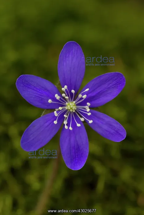 : Common Hepatica Common Hepatica flowering Sweden : Common Hepatica Common Hepatica flowering Sweden