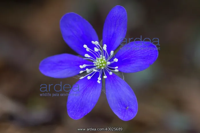 : Common Hepatica Common Hepatica flowering Sweden : Common Hepatica Common Hepatica flowering Sweden