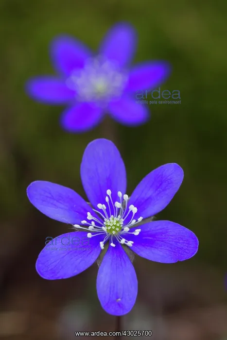 : Common Hepatica Common Hepatica flowering Sweden : Common Hepatica Common Hepatica flowering Sweden