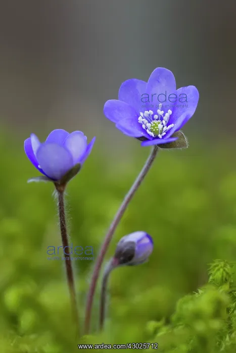 : Common Hepatica Common Hepatica flowering Sweden : Common Hepatica Common Hepatica flowering Sweden