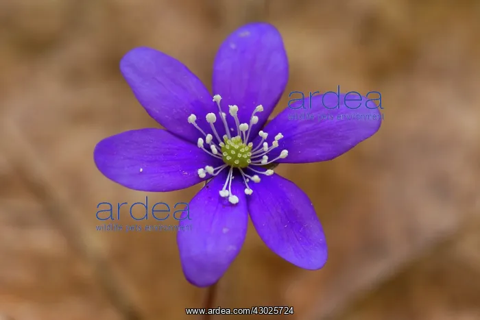 : Common Hepatica Common Hepatica flowering Sweden : Common Hepatica Common Hepatica flowering Sweden