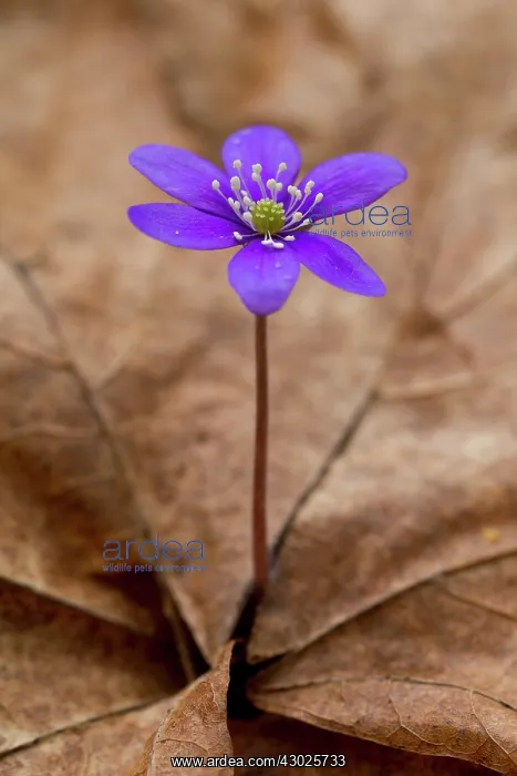 : Common Hepatica Common Hepatica flowering Sweden : Common Hepatica Common Hepatica flowering Sweden