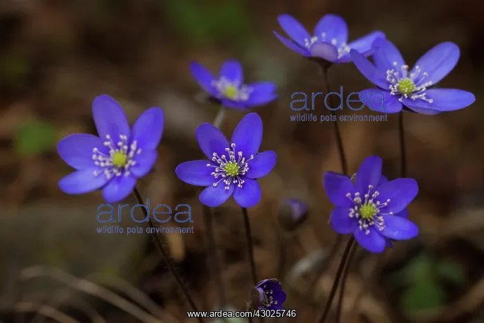 : Common Hepatica Common Hepatica flowering Sweden : Common Hepatica Common Hepatica flowering Sweden