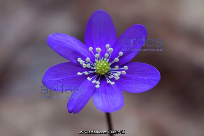 : Common Hepatica Common Hepatica flowering Sweden : Common Hepatica Common Hepatica flowering Sweden