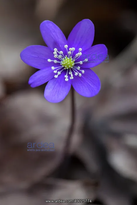 : Common Hepatica Common Hepatica flowering Sweden : Common Hepatica Common Hepatica flowering Sweden