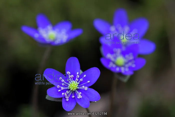 : Common Hepatica Common Hepatica flowering Sweden : Common Hepatica Common Hepatica flowering Sweden