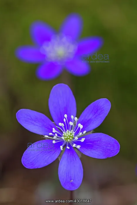  : Common Hepatica flowering