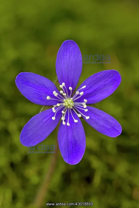  : Common Hepatica flowering