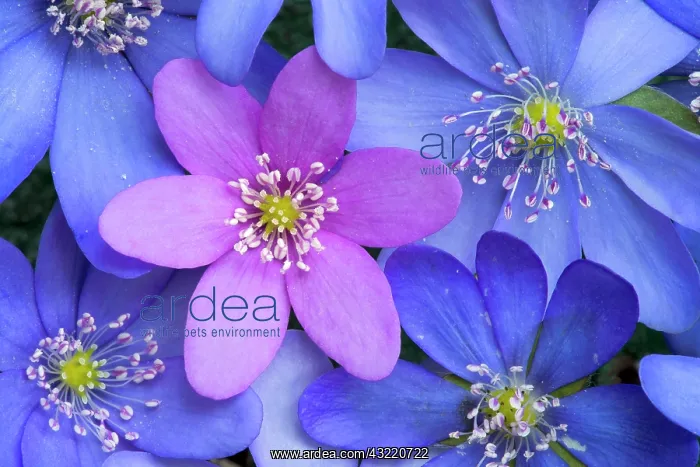 : Common Hepatica, Liverwort or Pennywort (Hepatica : Common Hepatica, Liverwort or Pennywort (Hepatica