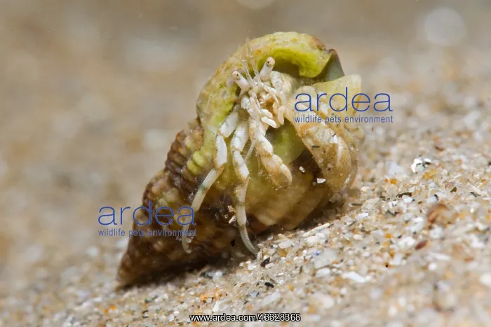 : Common Hermit crab (Pagurus bernhardus), Around : Common Hermit crab (Pagurus bernhardus), Around