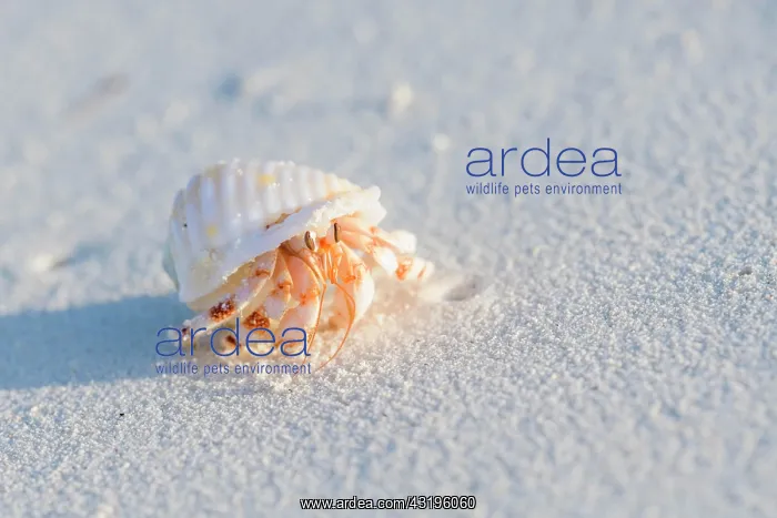 : Common hermit crab (Pagurus bernhardus), Kuramathi : Common hermit crab (Pagurus bernhardus), Kuramathi