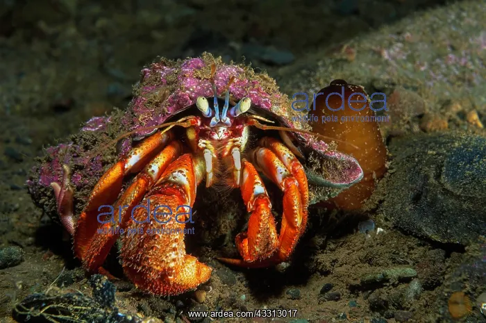 : Common hermit crab (Pagurus bernhardus) in shell : Common hermit crab (Pagurus bernhardus) in shell