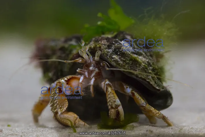 : Common Hermit Crab - on the sea floor - Wadden Sea : Common Hermit Crab - on the sea floor - Wadden Sea