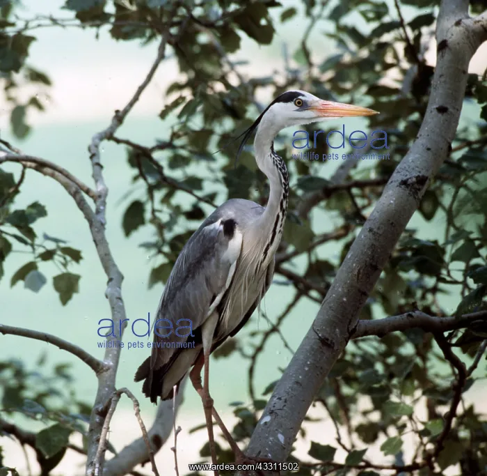: COMMON HERON - in tree : COMMON HERON - in tree