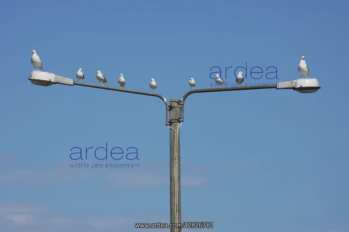 : Common & Herring Gulls (Larus argentatus) on Lampost : Common & Herring Gulls (Larus argentatus) on Lampost
