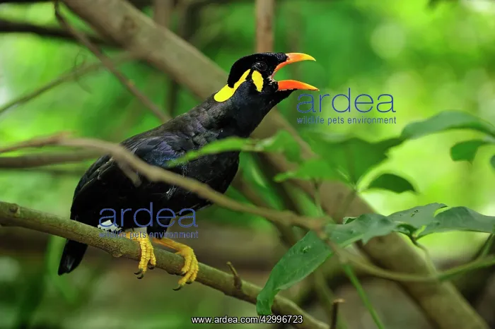 : Common Hill Myna / Beo : Common Hill Myna / Beo