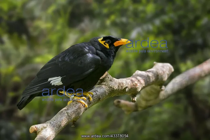 : Common hill myna (Gracula religiosa) bird (Gracula : Common hill myna (Gracula religiosa) bird (Gracula