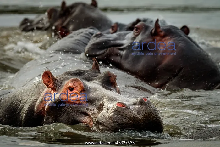 : Common hippopotamus or hippo (Hippopotamus amphi : Common hippopotamus or hippo (Hippopotamus amphi