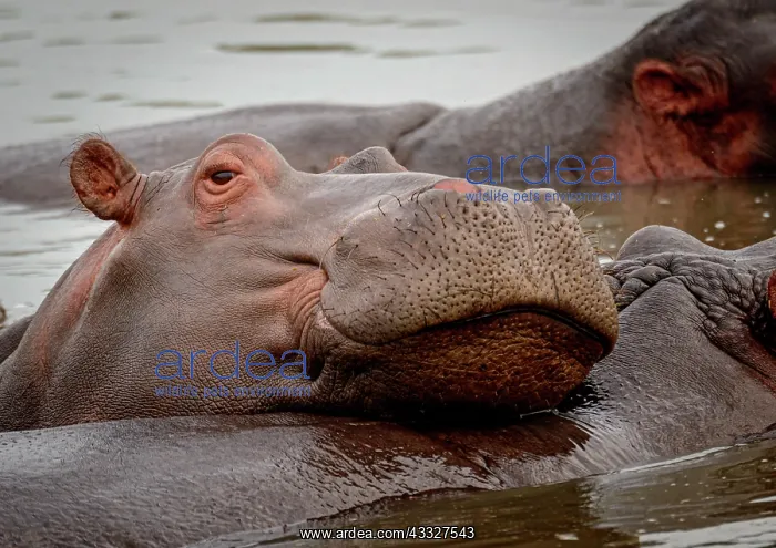 : Common hippopotamus (Hippopotamus amphibius). Ea : Common hippopotamus (Hippopotamus amphibius). Ea
