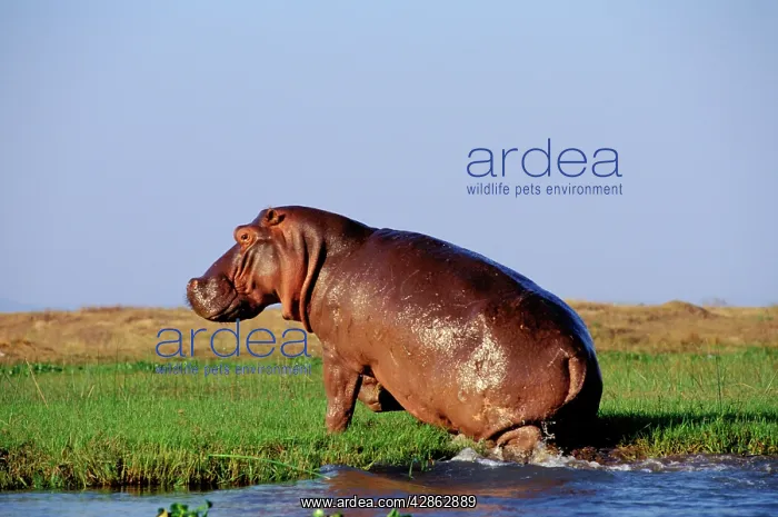 : Common HIPPOPOTAMUS - along the Zambezi River : Common HIPPOPOTAMUS - along the Zambezi River