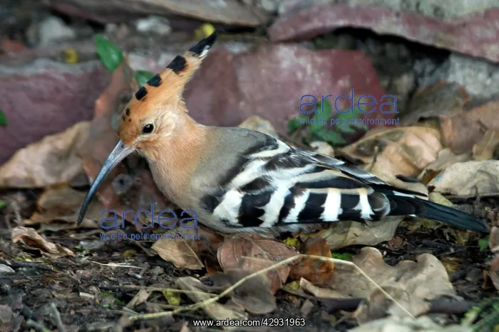  : Common Hoopoe - On ground