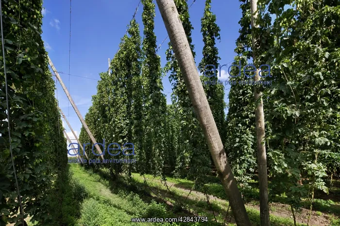 : Common Hop field : Common Hop field
