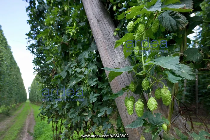 : Common Hop field : Common Hop field