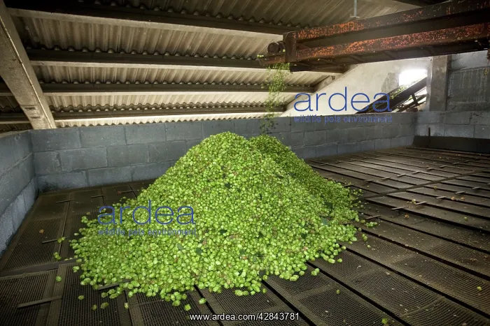 : Common Hop harvest : Common Hop harvest