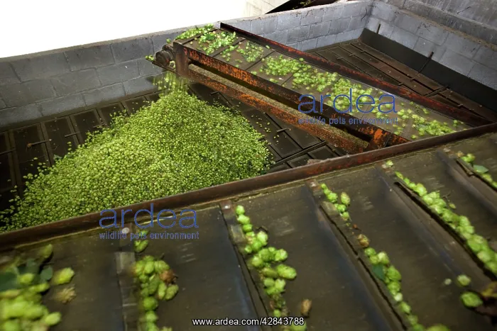 : Common Hop harvest : Common Hop harvest