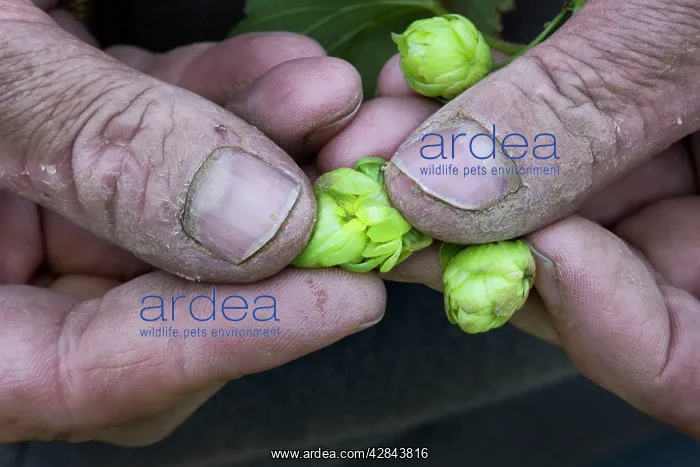 : Common Hop harvest : Common Hop harvest