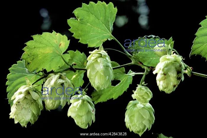 : Common Hop harvest : Common Hop harvest