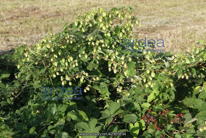 : Common Hop - in hedgerow with blackberries : Common Hop - in hedgerow with blackberries
