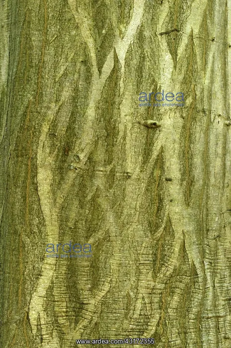 : Common hornbeam, Chaumontel, For t de Coye, Val-d'Oise : Common hornbeam, Chaumontel, For t de Coye, Val-d'Oise
