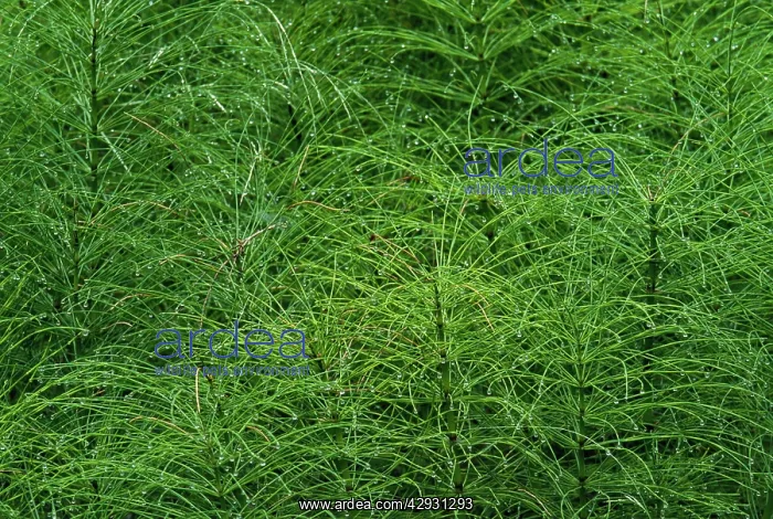 : Common Horsetail : Common Horsetail