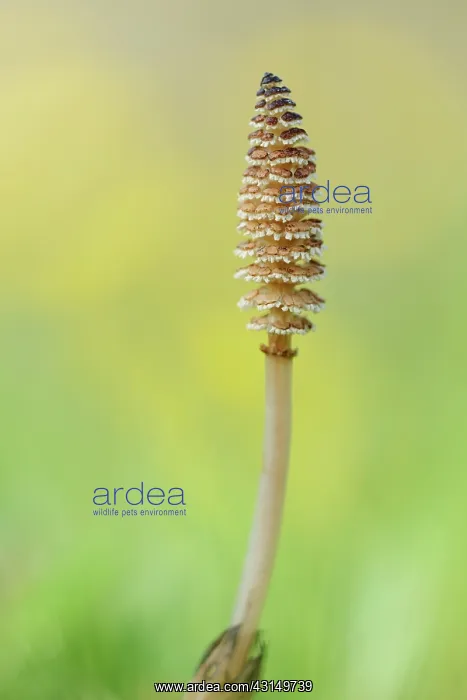 : Common Horsetail (Equisetum arvense) : Common Horsetail (Equisetum arvense)