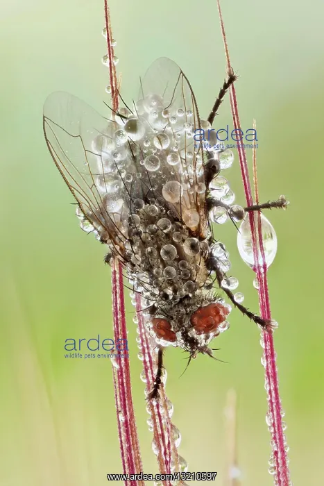 : A common house fly (Musca domestica) covered in : A common house fly (Musca domestica) covered in