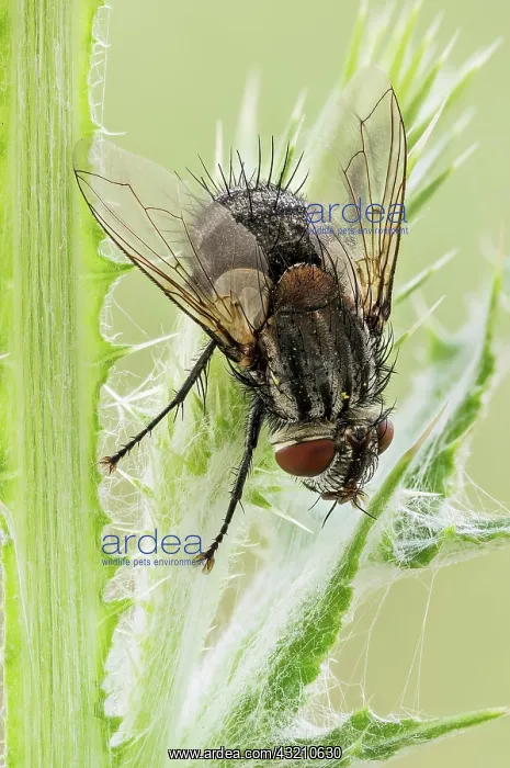 : A common house fly (Musca domestica), this is th : A common house fly (Musca domestica), this is th