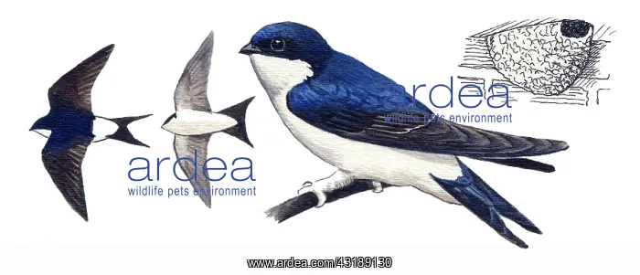 : Common House Martin : Common House Martin