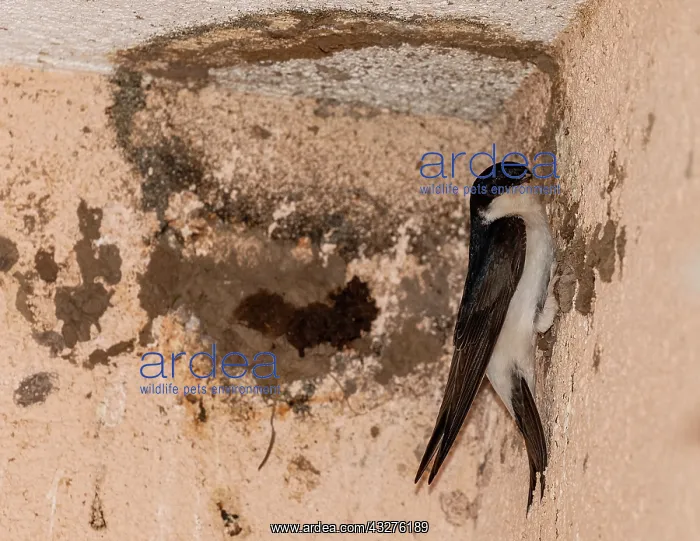 : Common House martin, Delichon urbicum, at the nest : Common House martin, Delichon urbicum, at the nest